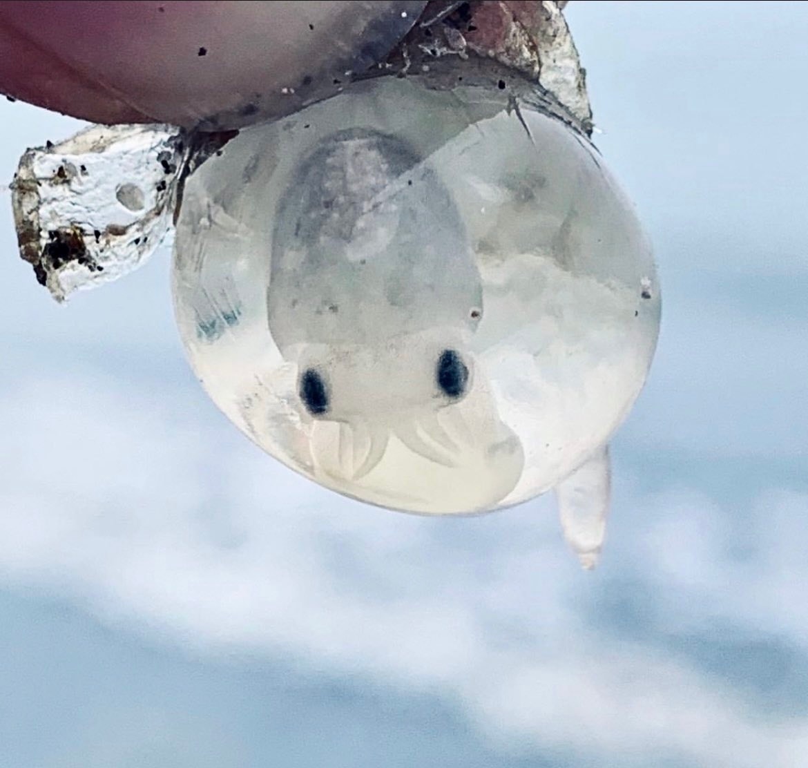 ไข่ปลาหมึก