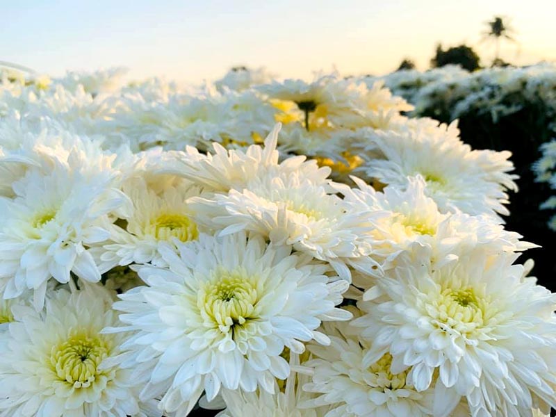 สวนดอกไม้พ่อหลวงชัชร์ เชียงใหม่