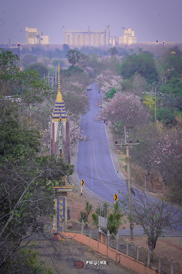 วิวมุมสูง ดอกกัลปพฤกษ์ ลพบุรี