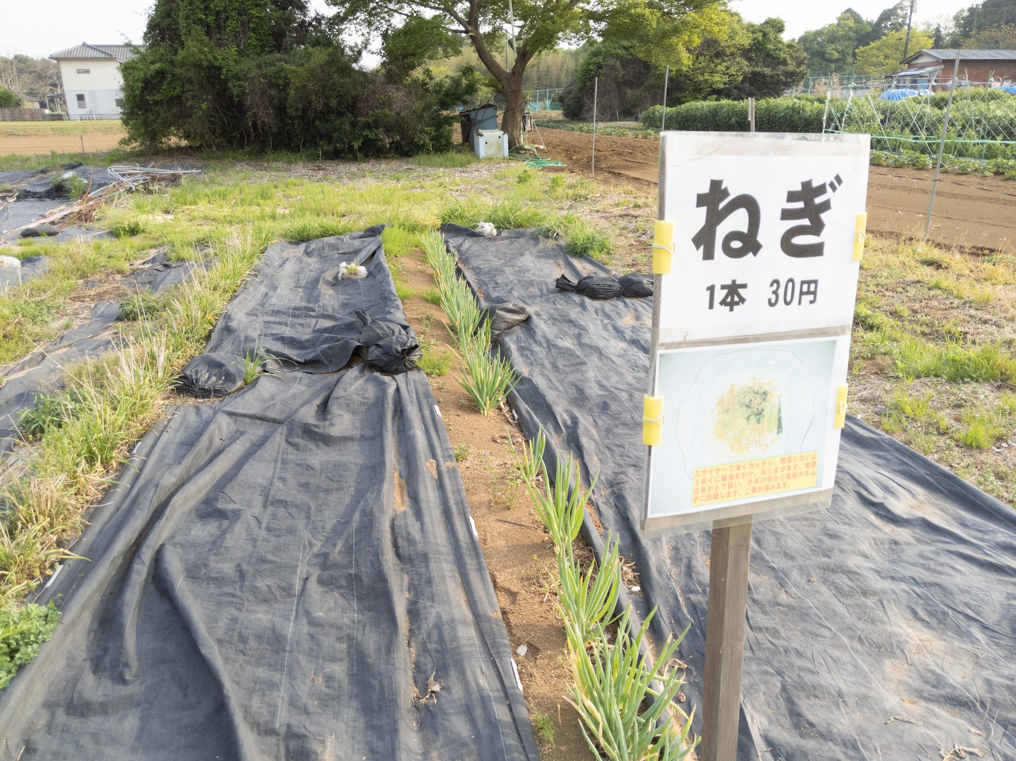 ร้านขายผัก