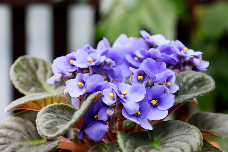 ดอกแอฟริกันไวโอเล็ต