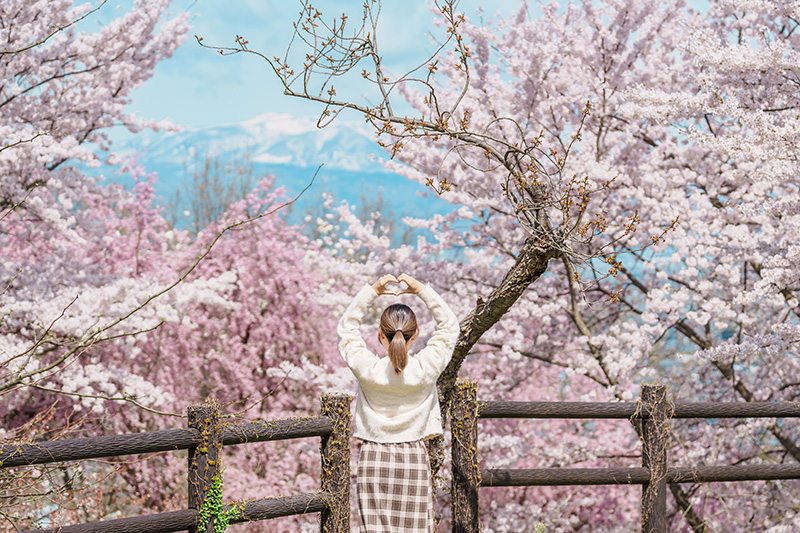 พยากรณ์ซากุระญี่ปุ่น 2026