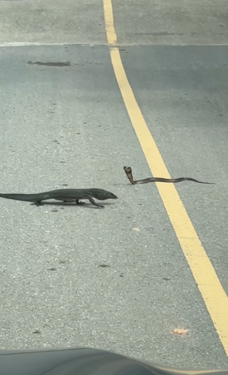 สัตว์สู้กัน