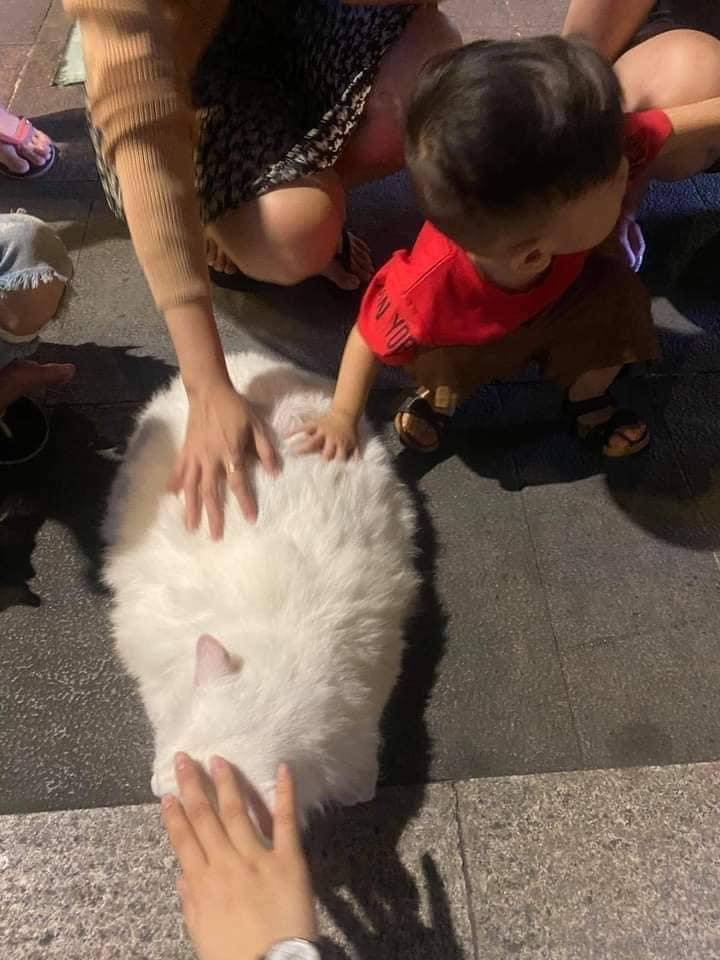 เอาแมวไปปล่อย