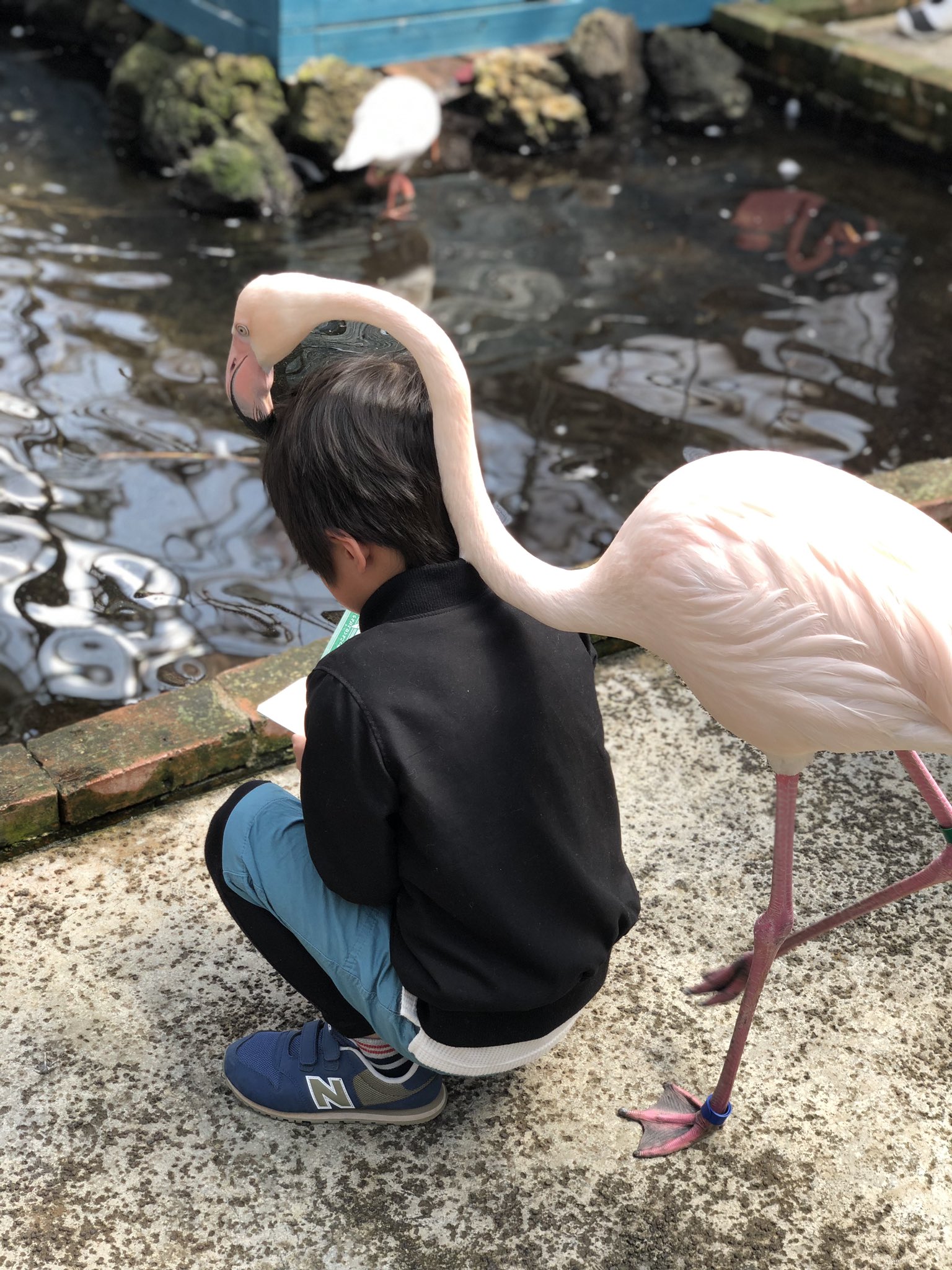 ฟลามิงโก