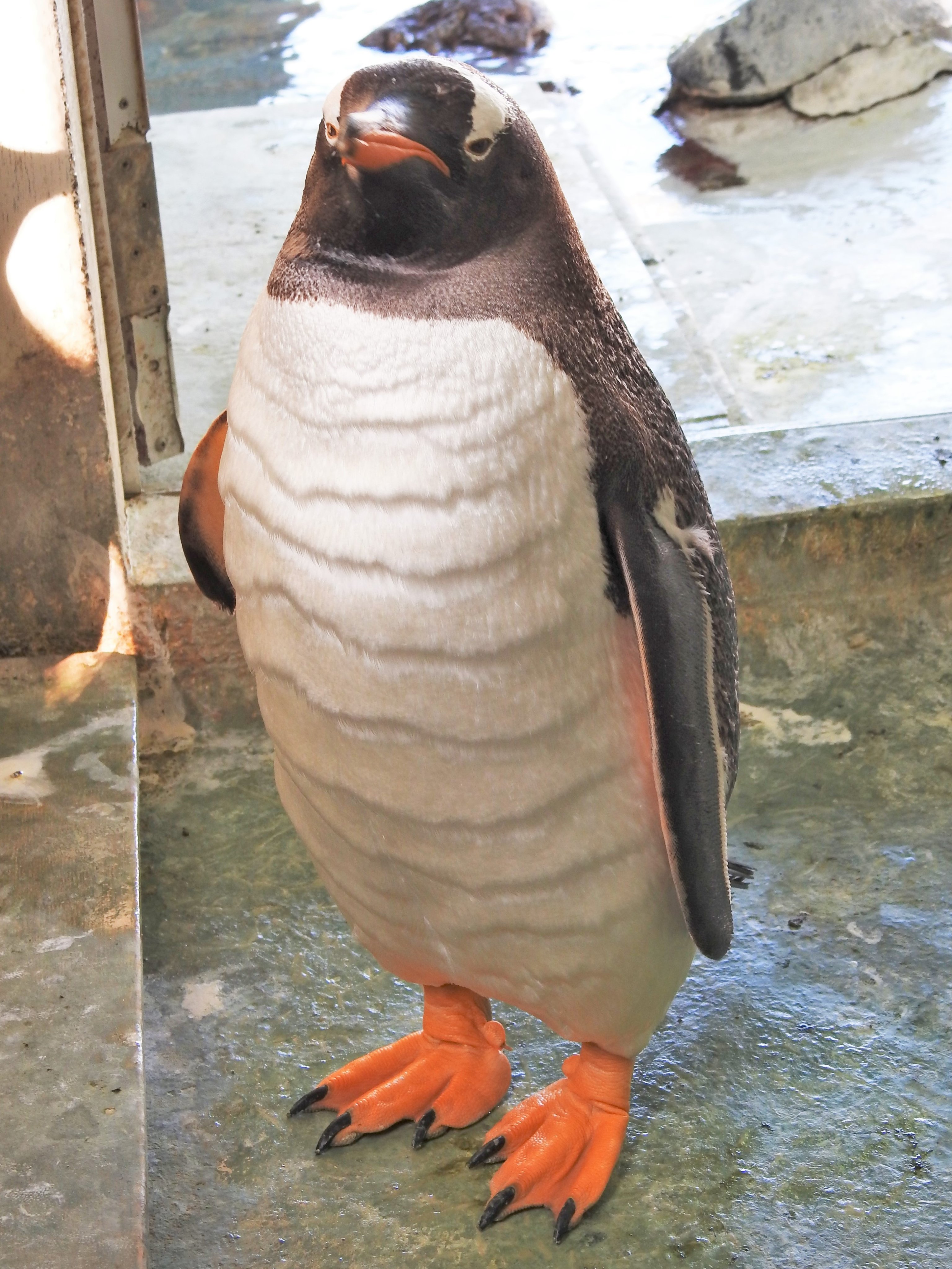 เพนกวิน