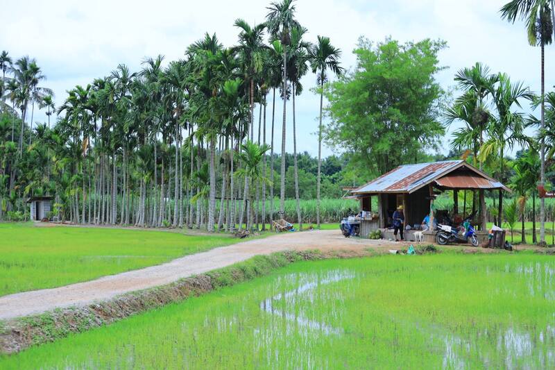 ทิวหมาก บ้านผาเบียด ชัยภูมิ