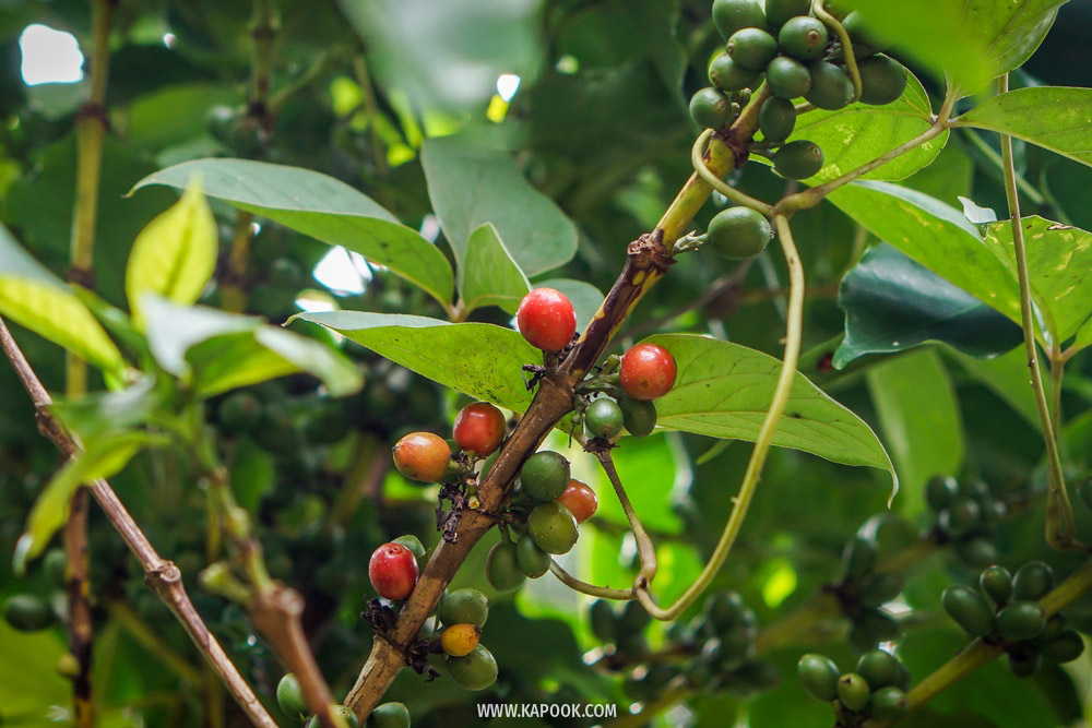 ABONZO Coffee เชียงราย