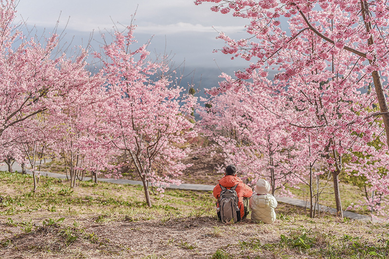 ซากุระไต้หวัน 2026