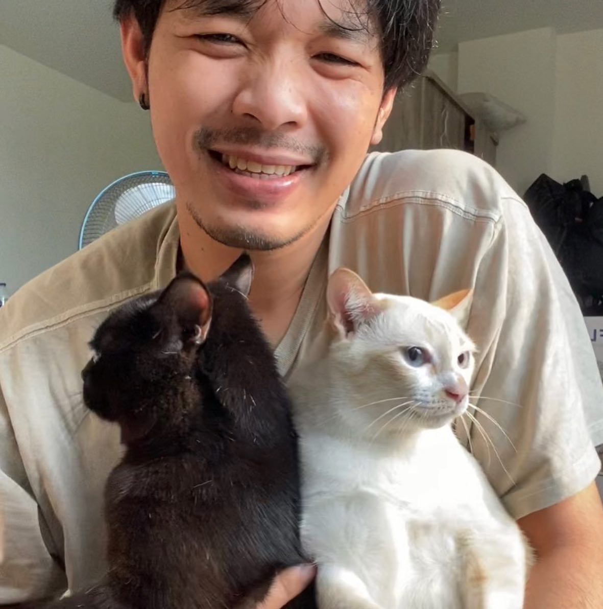 แมวตีกัน