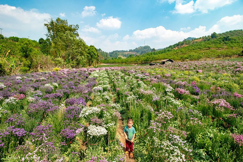 ทุ่งดอกสแตติส เชียงใหม่