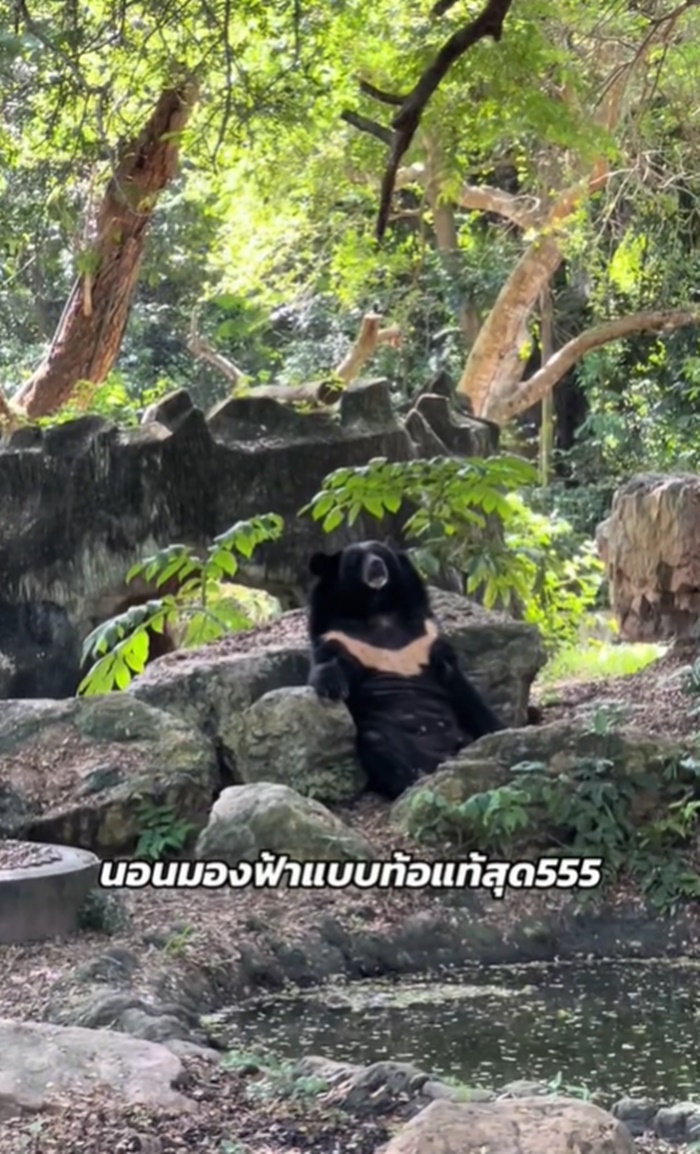 หมูเด้ง