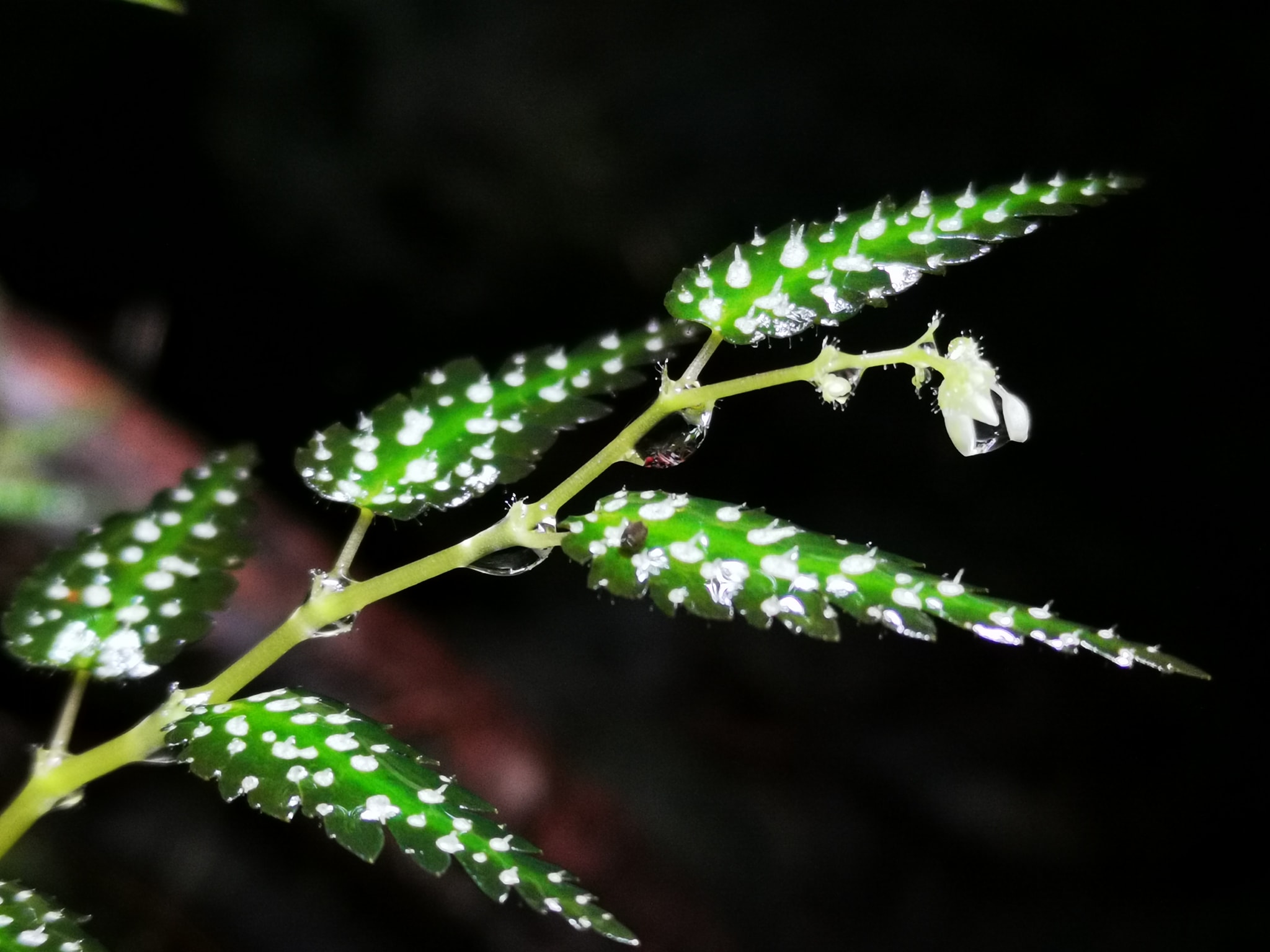 บีโกเนีย