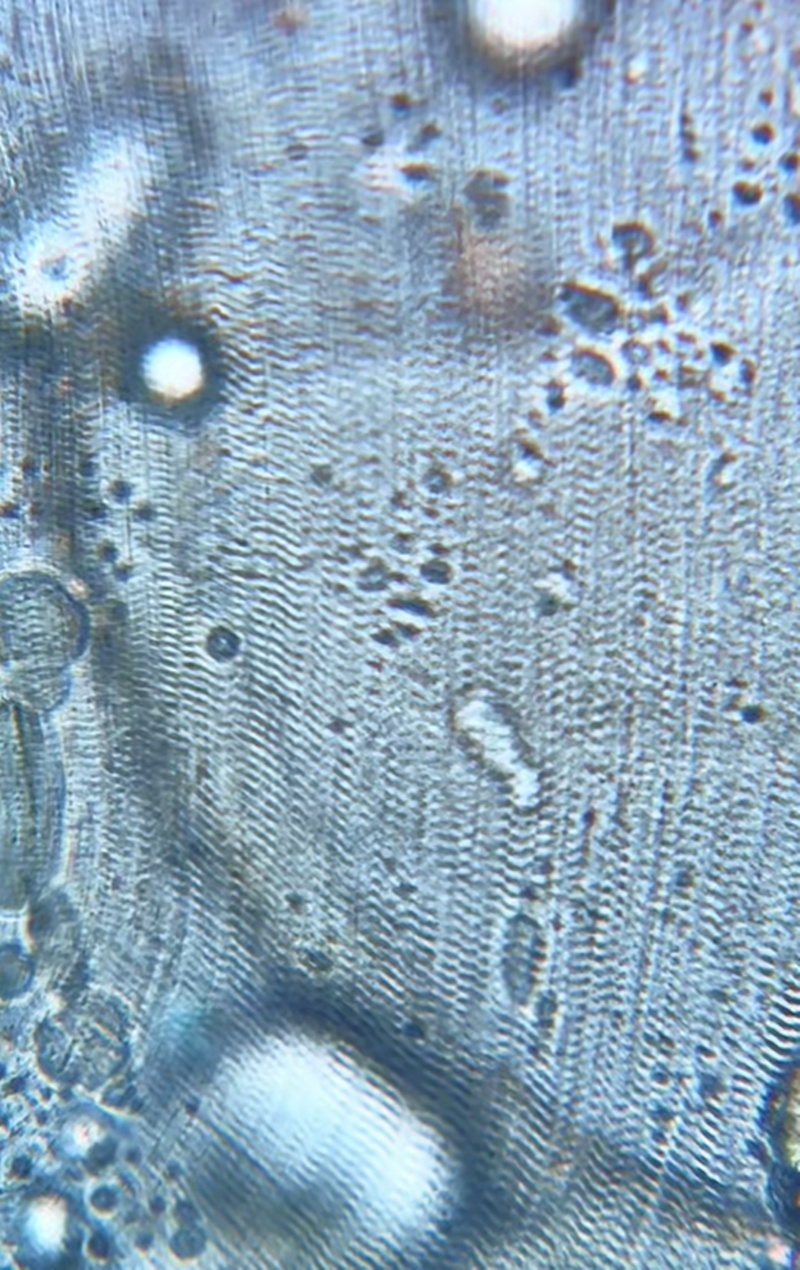 แซลมอนดอง