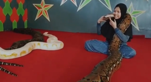 เลี้ยงงูเหลือม