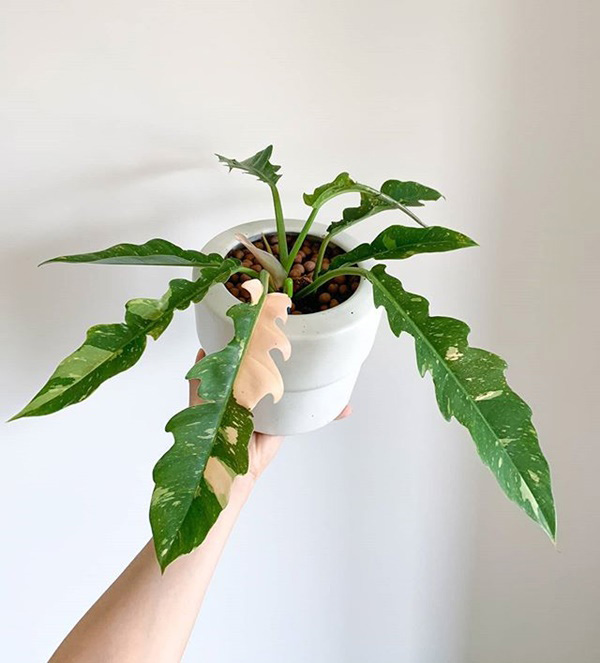Philodendron Ring of Fire