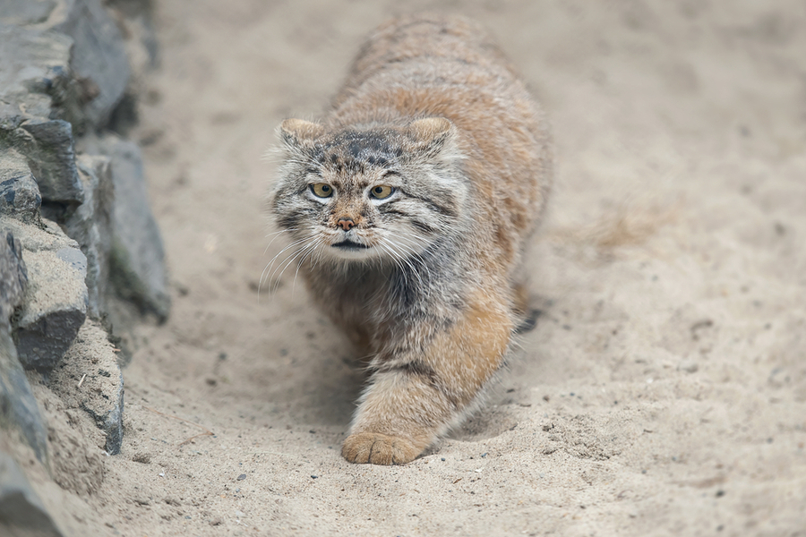 แมวพัลลัส