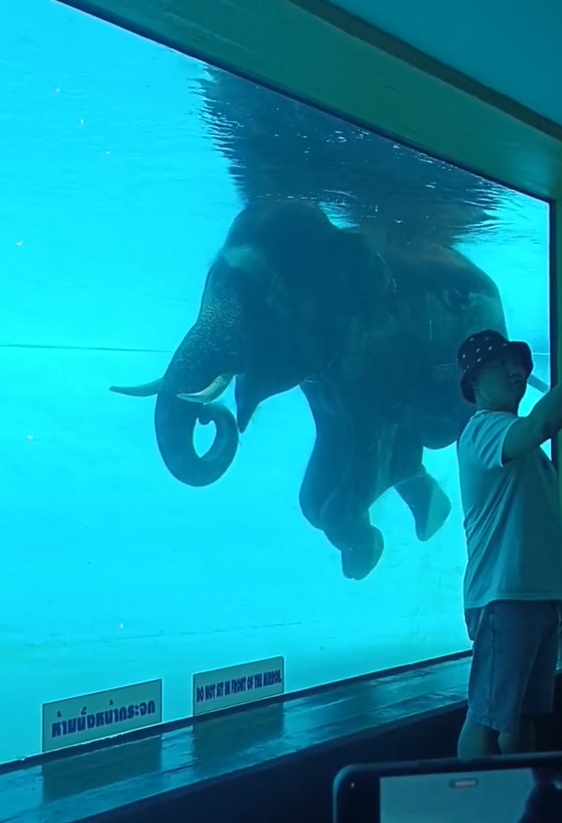 ช้างว่ายน้ำ