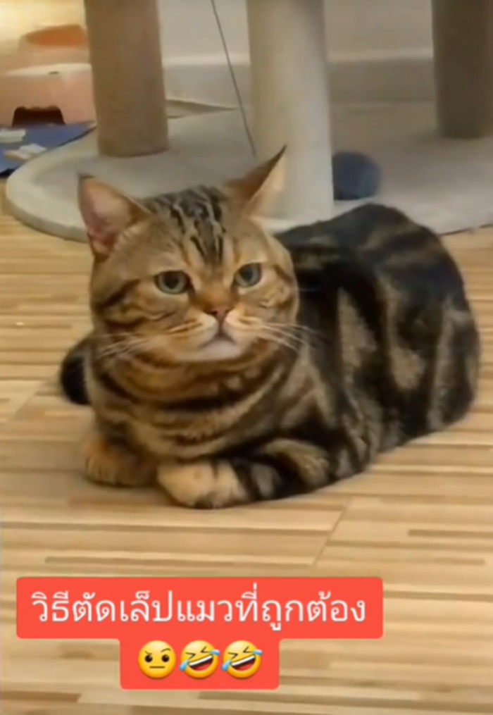 ตัดเล็บแมว