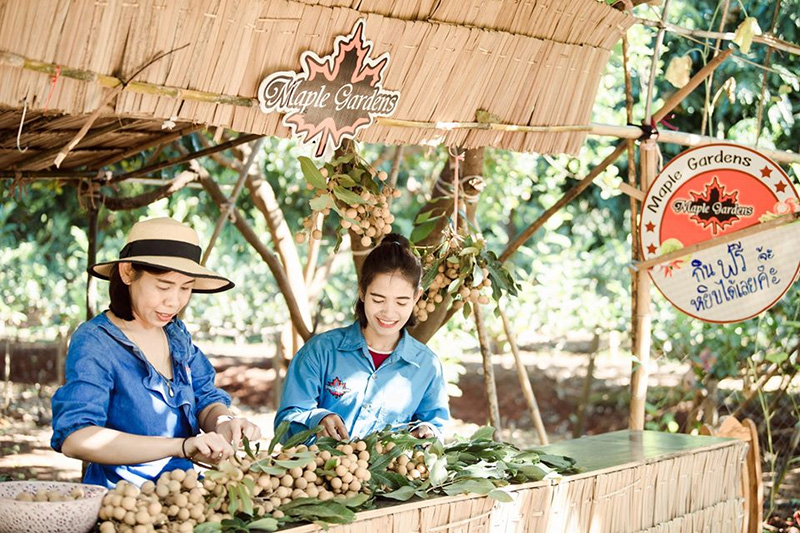 สวนเมเปิ้ล จ.กาญจนบุรี