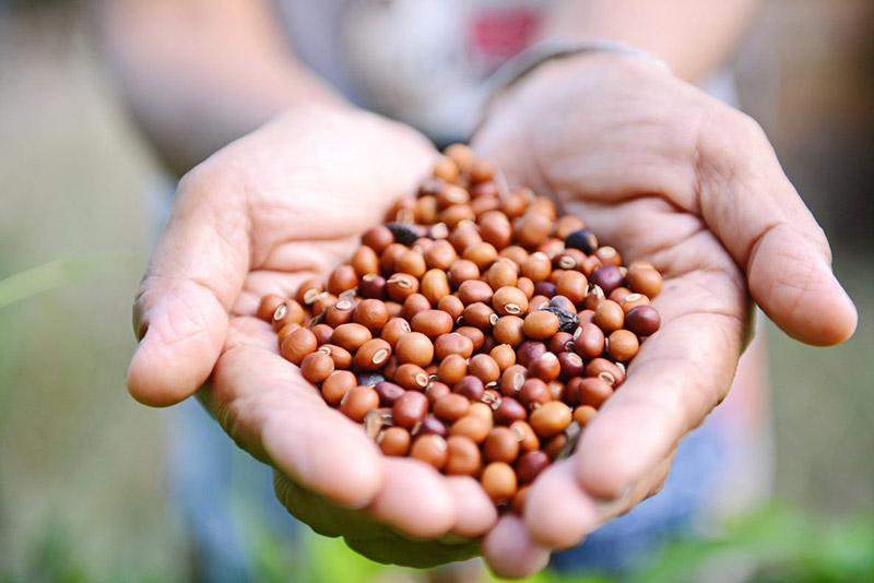 ผักวังจันทร์