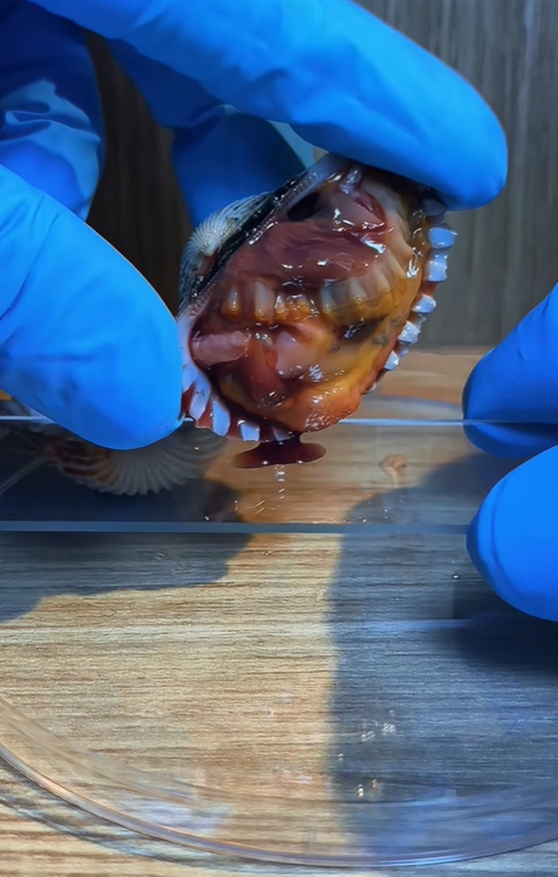 หอยแครง