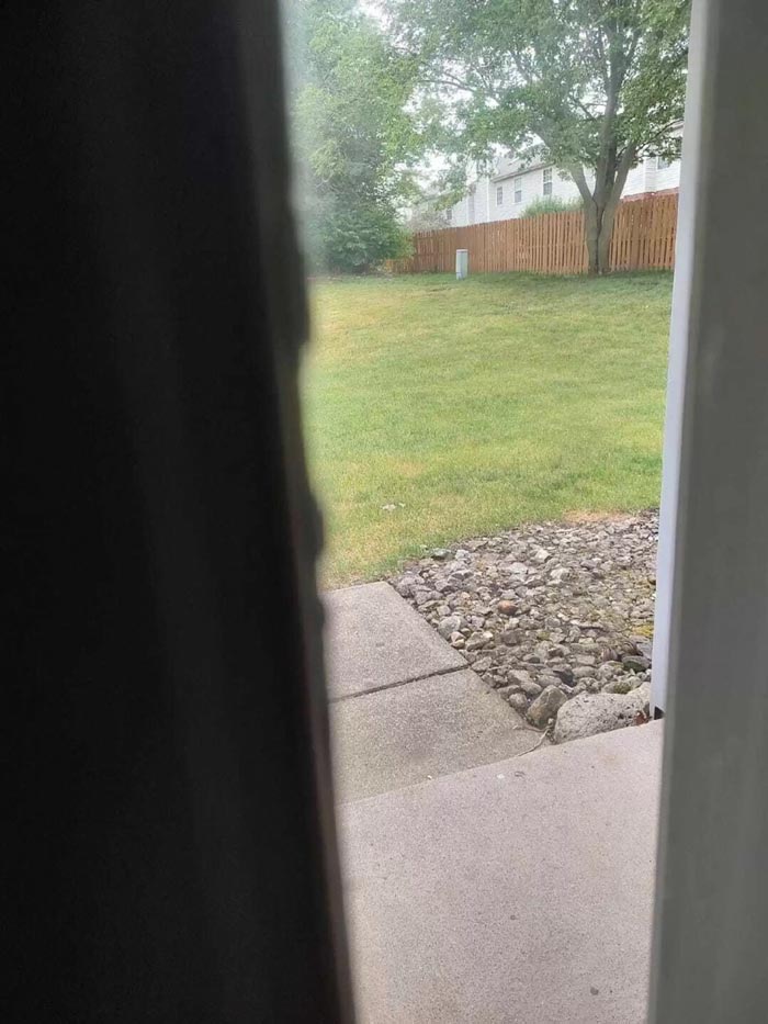 ภาพลวงตา ชิปมังก์