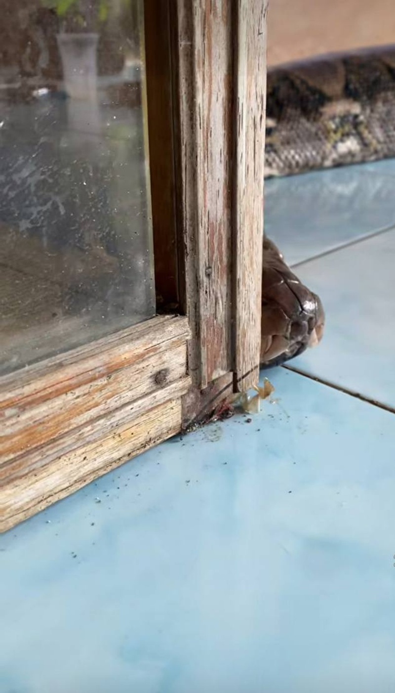 งูเหลือม