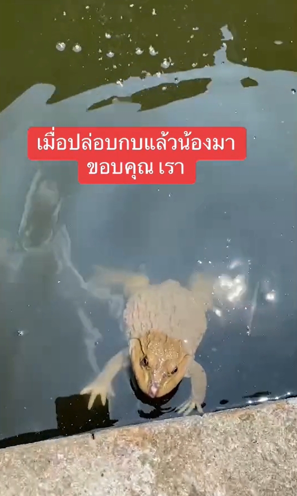 ปล่อยกบ