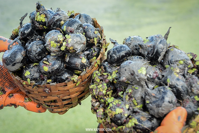 เที่ยวสุพรรณบุรี