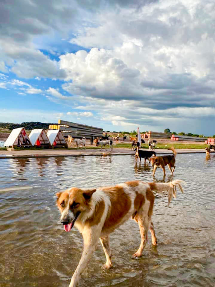 หมาท่ากก