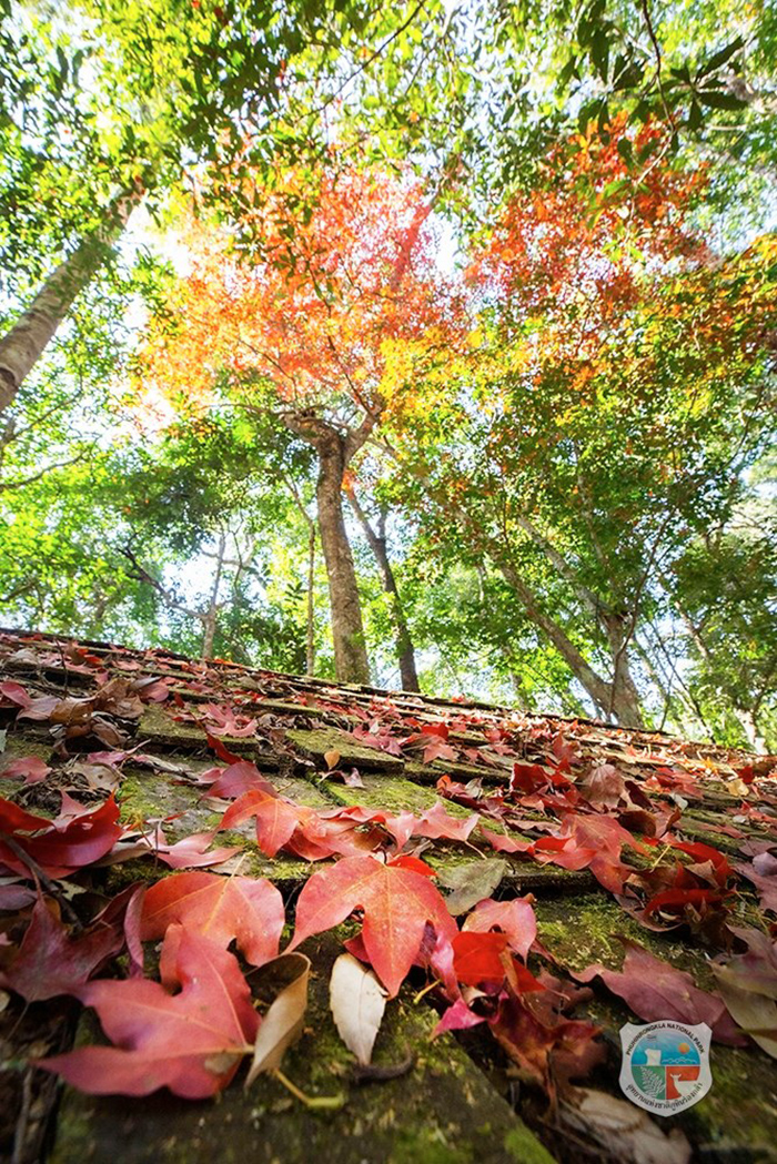 ใบเมเปิล ก่วมแดง 2568/2569 อุทยานแห่งชาติภูหินร่องกล้า