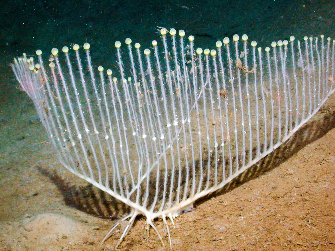 ฟองน้ำพิณ