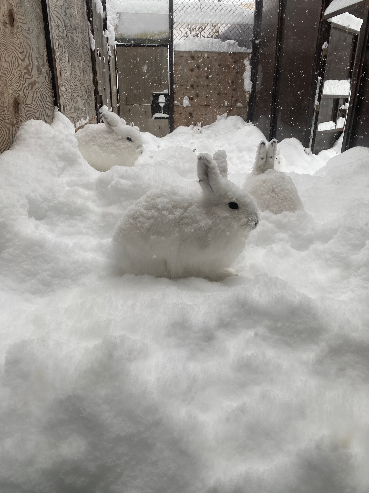 กระต่าย