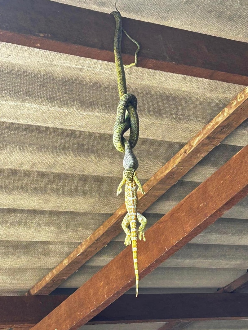 งูเขียวพระอินทร์