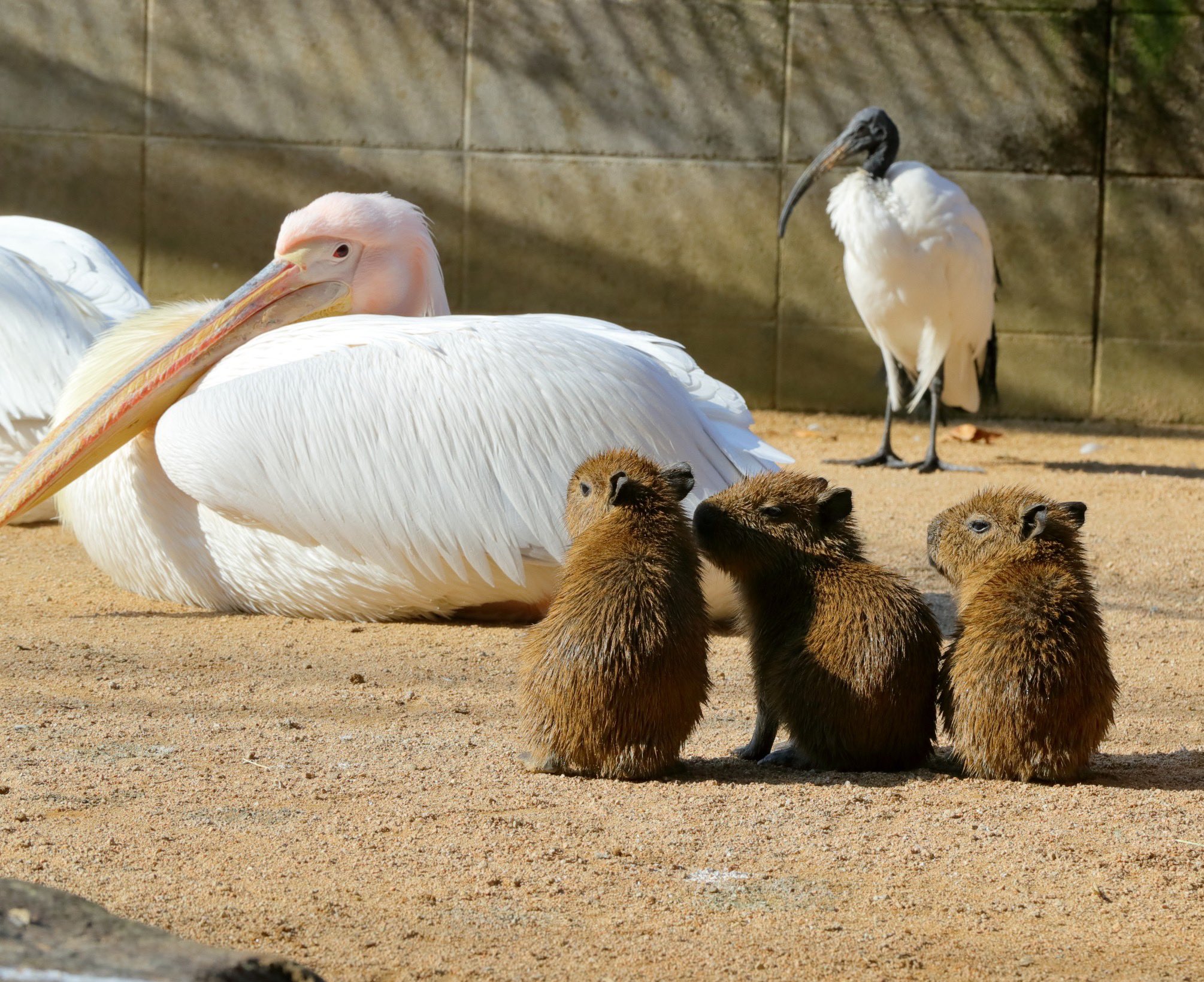 คาปิบารา