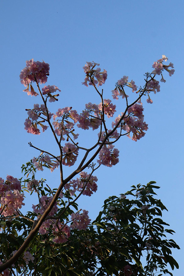 ชมพูพันธุ์ทิพย์ สวนรถไฟ 2569