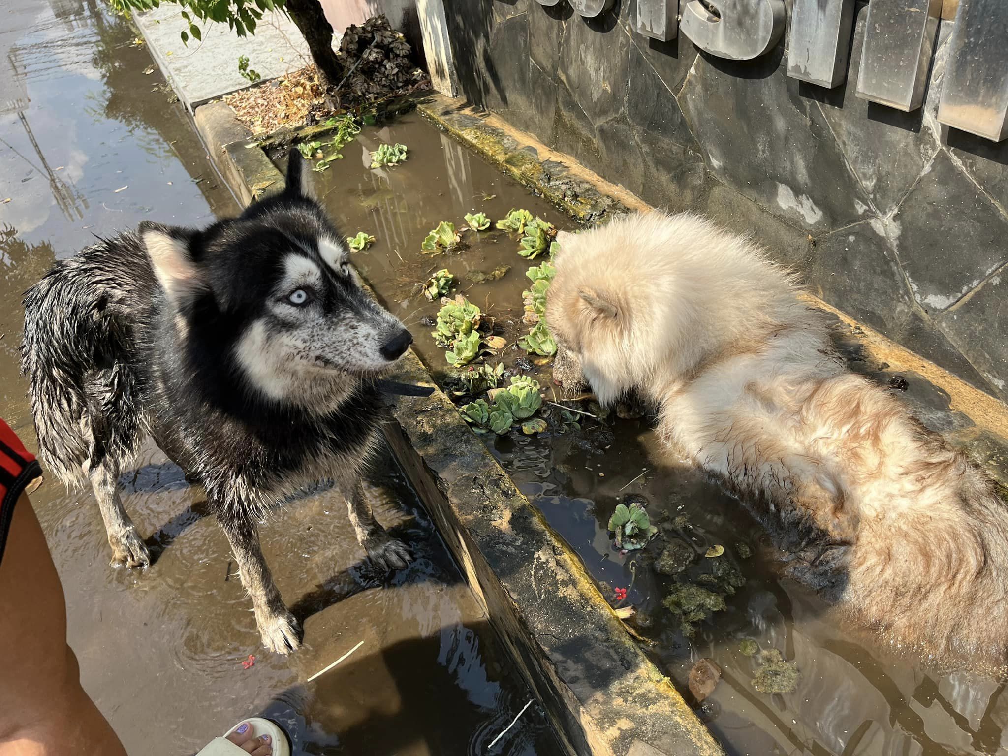 ไซบีเรียน