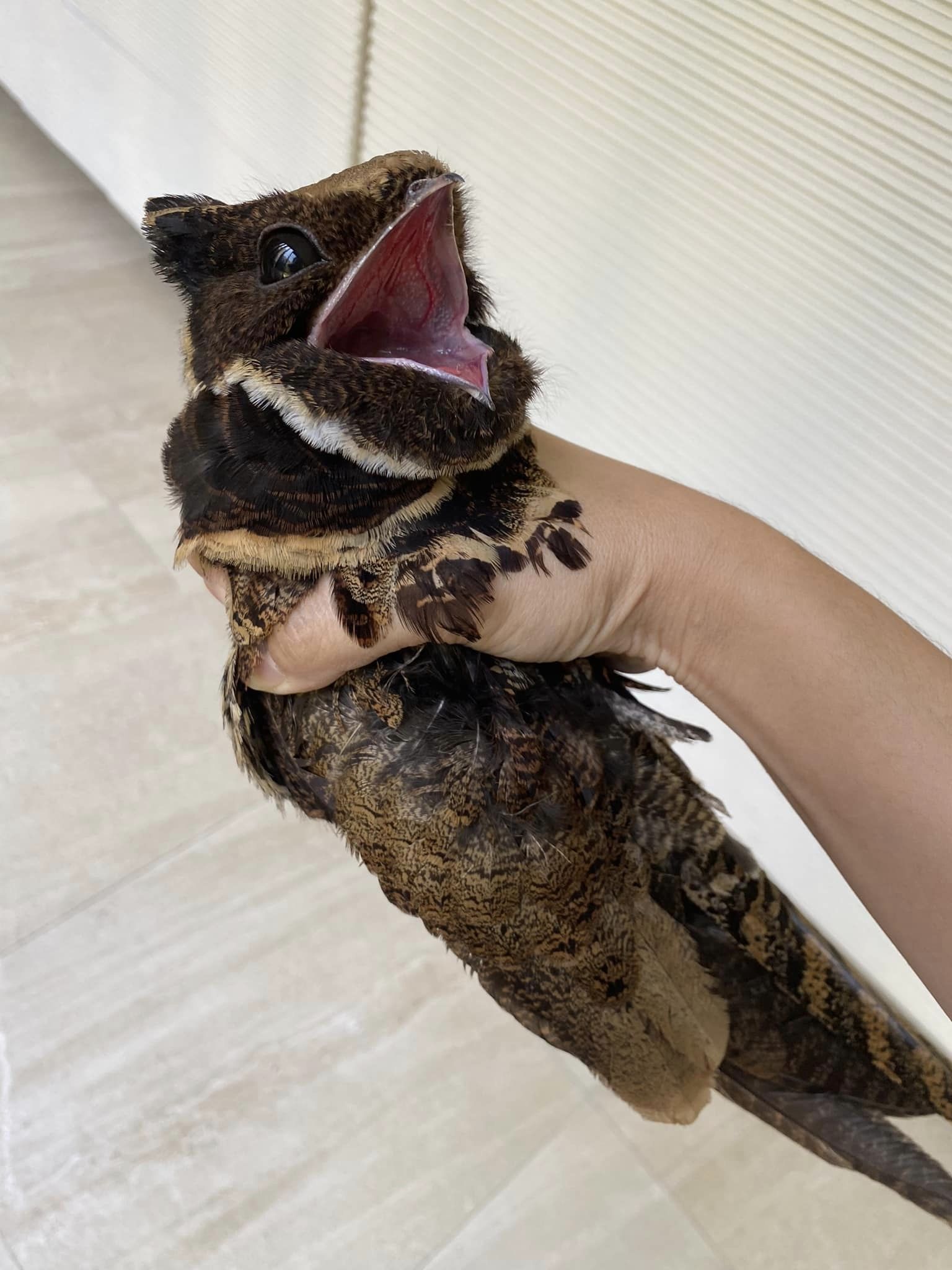 สัตว์หายาก