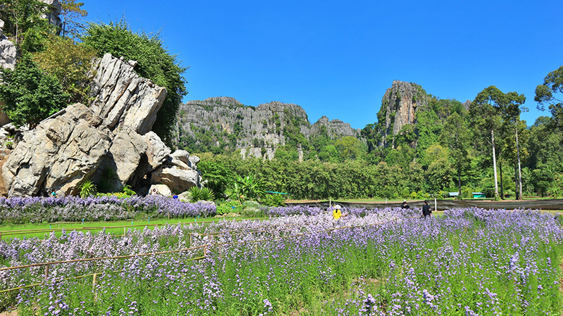 ทุ่งดอกไม้เนินมะปราง พิษณุโลก