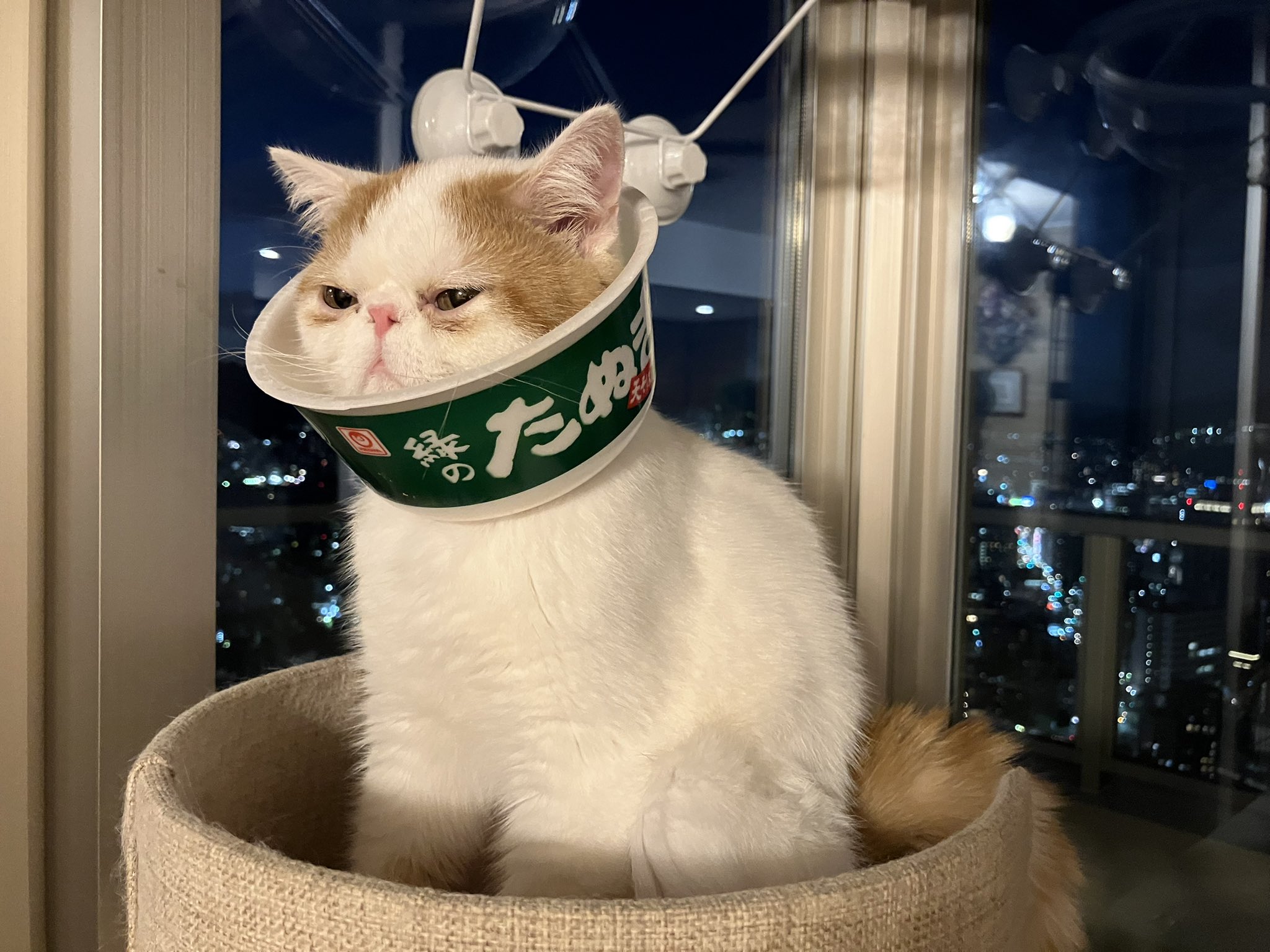 ปลอกคอกันเลียแมว