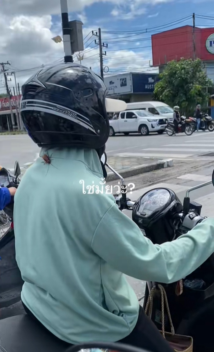 แมลงสาบ