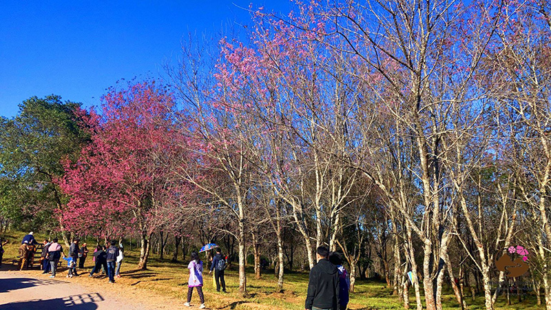 ดอกนางพญาเสือโคร่ง 2563-2564