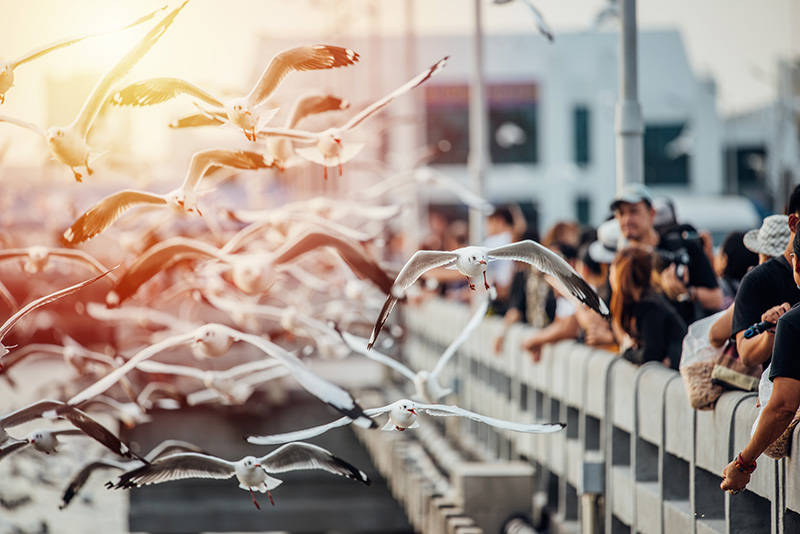 บางปู สถานที่ท่องเที่ยวในประเทศ ถูกค้นหามากที่สุด Google ปี 2025