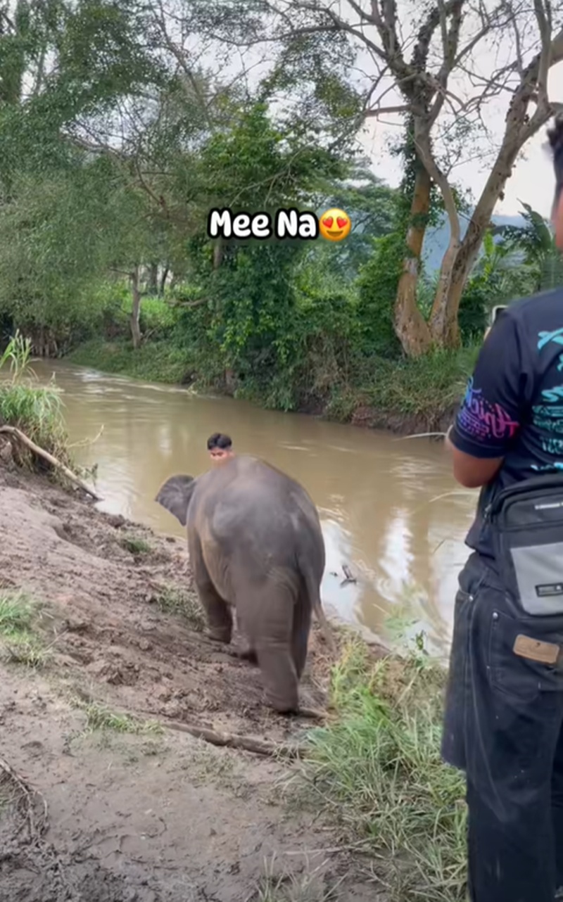 ช้างน้อย