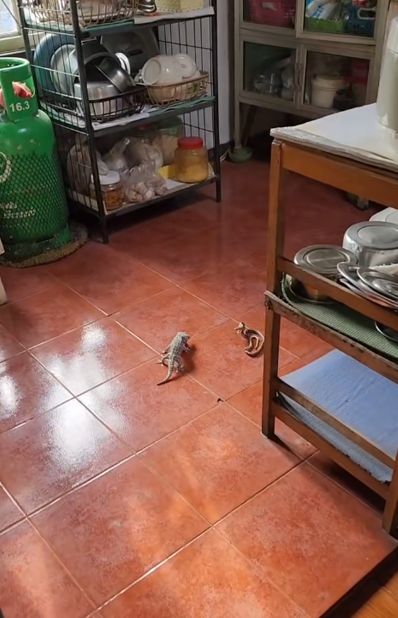 สัตว์สู้กัน