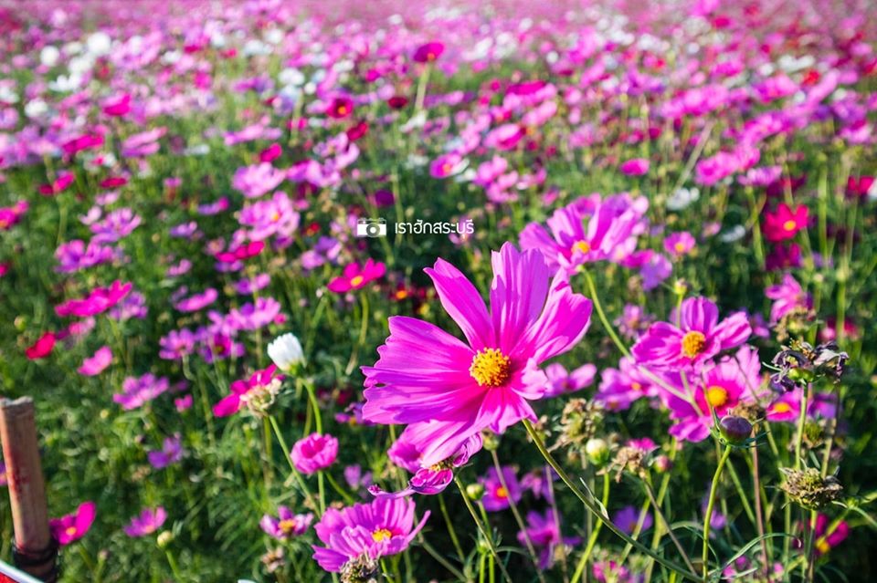 ทุ่งคอสมอส สระบุรี