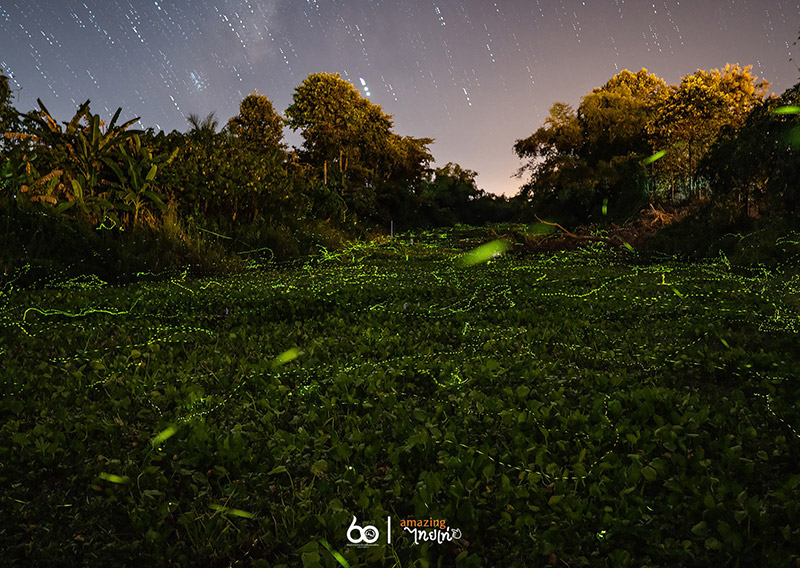หิ่งห้อย โพธิ์ประทับช้าง พิจิตร