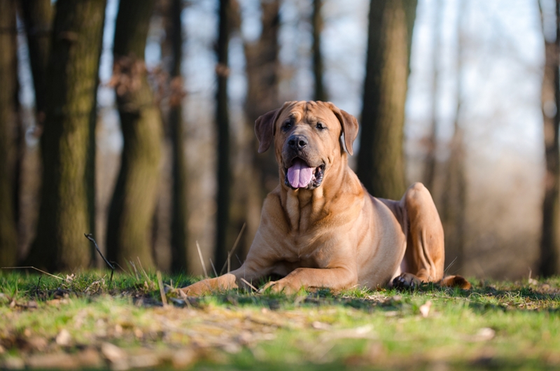 โทสะ (Tosa Inu หรือ Japanese Mastiff)