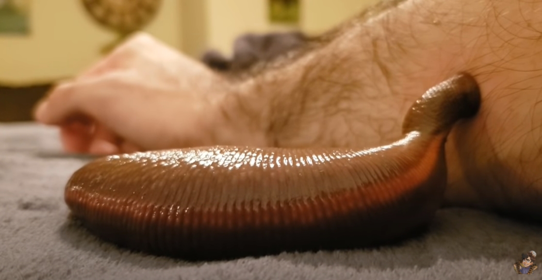 ปลิงยักษ์